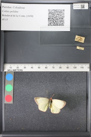 Media type: image;   Entomology 124488